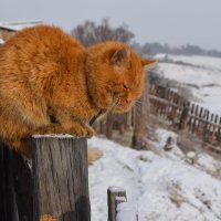 Котяра :: Ксения Хорошилова