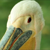 Застенчивый взгляд пеликана :: wea *