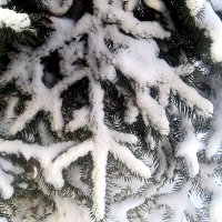 Снежные узоры на ели :: Елена Семигина