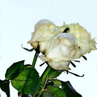 Белые розы, белые розы.. :: Андрей Заломленков