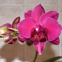 любителям орхидей :: tatiana 