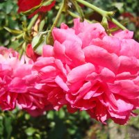 Летние краски цветов :: Лидия (naum.lidiya)