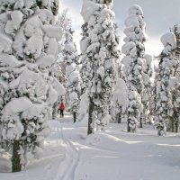 Лыжная прогулка по зимней тайге :: Галина Ильясова