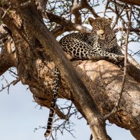 Леопард на дереве :: Ольга Петруша