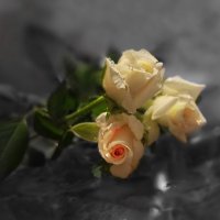 ...акварельные розы красивые, акварельные розы счастливые :: Людмила Богданова (Скачко)