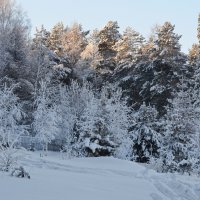 В январском лесу :: Татьяна Соловьева