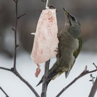 Седой дятел :: Анатолий Соляненко