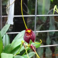 это тоже орхидея :: Galina194701 