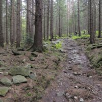 В Карпатах :: Роман Савоцкий