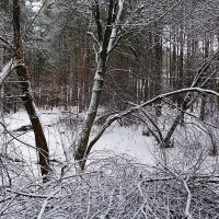 Выпавший снег преобразил лес :: Маргарита Батырева
