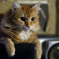Кошка Белка :: Николай Холопов