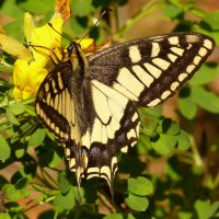 Махаон (Papilio machaon) :: Александр Прокудин