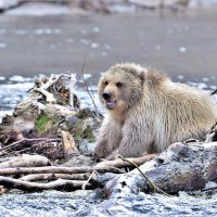 На реке Хакыцин. Камчатка. :: Елена Савчук 