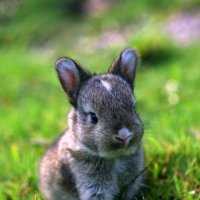 Кролик :: Танюша 