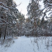 Зимний пейзаж с соснами :: Александр Синдерёв