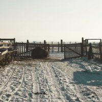Страусиная ферма. г. Чита, Забайкальский край :: Катя Медведева