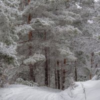 Поет зима- аукает, мохнатый лес баюкает :: Наталья Димова