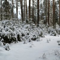 В зимнем наряде лесные красавицы :: Милешкин Владимир Алексеевич 