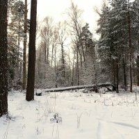 Зимний лес :: Милешкин Владимир Алексеевич 