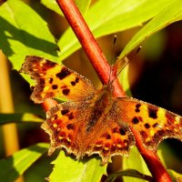 Углокрыльница С-белое Polygonia c-album (Linnaeus, 1758) 1 :: Александр Прокудин