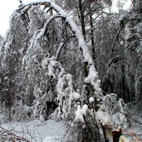 Без слов :: олег свирский 