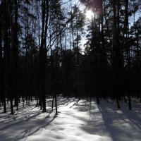 в лесу :: Ольга Беляева