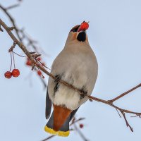 Свиристель. :: Виктор Иванович Чернюк