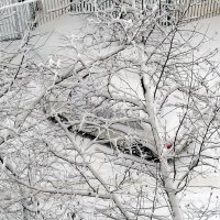 Зима  случилась в  Москве! :: Виталий Селиванов 