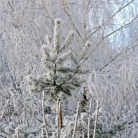 В снегу :: ivolga 