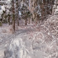 мороз и солнце :: Эльмира Суворова