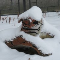 Тигра в снежной шубке :: Вера Щукина
