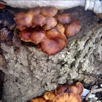 Февральские грибы возле нашего подъезда :: Нина Корешкова