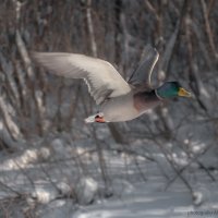 Селезень :: Александр Поборчий