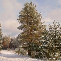 В зимнем лесу. :: Елена Струкова
