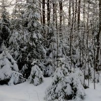После снегопада :: Светлана Петошина