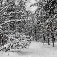 Зима в лесу.. :: Юрий Стародубцев