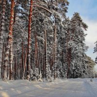 Встречает тишиною хвойный мир... :: Лесо-Вед (Баранов)