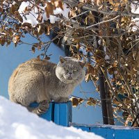 Котэ :: Светлана 