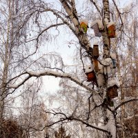 Многоэтажка для пернатых :: Сергей Царёв