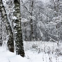 Снег, снег...Наконец-то зима :: Наталья 