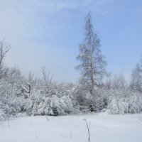 Морозный ясный день :: Андрей Снегерёв