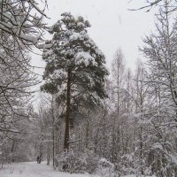 Зима пришла :: Сергей Цветков