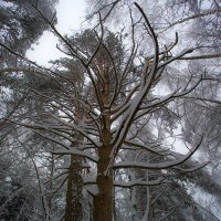 В зимнем парке :: Андрей Шаронов