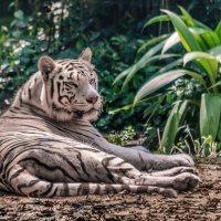 Белый тигр, Сингапурский зоопарк. :: Edward J.Berelet