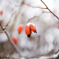 Зимняя природа 2018 :: Viktoria Shakula