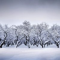 Яблони в снегу... :: Nikanor 