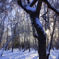 Зимний  лес :: раиса Орловская