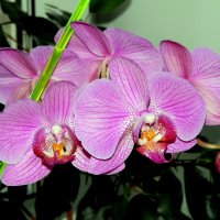 Орхидея расцвела :: ГАЛИНА Баранова