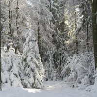 Зимний лес :: Mariya laimite