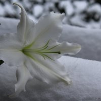 Неповторимость белых лилий :: Mariya laimite